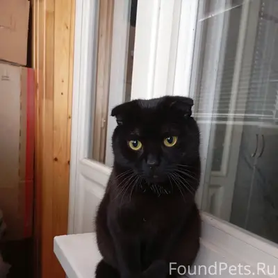 Пропал вислоухий кот, Северный район