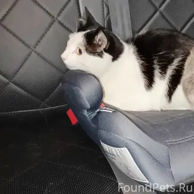 Пропал кот Ханс