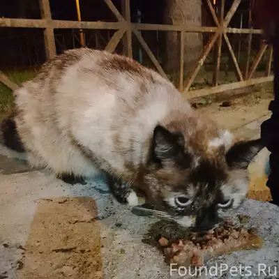 Найдена кошка с ошейником, 25 лет октября