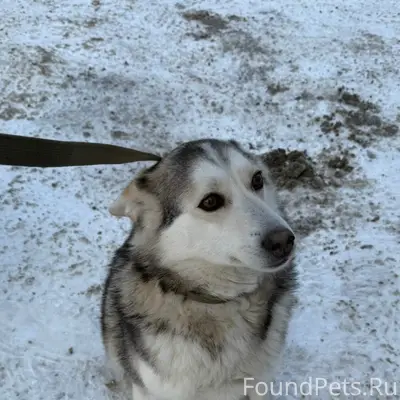 Пропал пёс Витюша