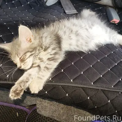 Найден котёнок, проспект Патриотов