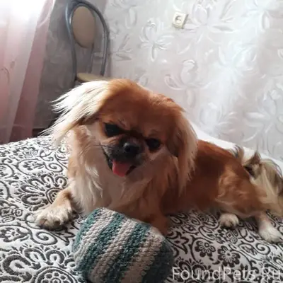 Пропала собака пикинес Ася