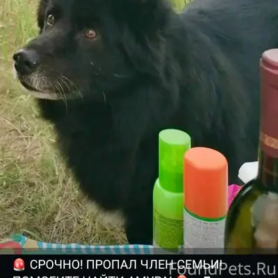 Пропал волкособ Амур, район кафе «У Коляна»