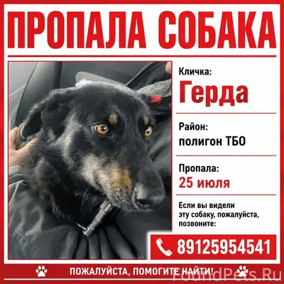 Пропала собака Герда, возле полигона тбо