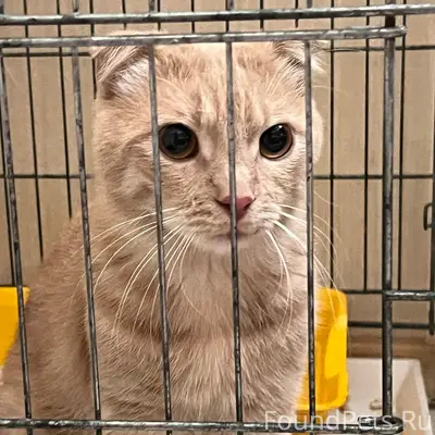 Найден рыжий вислоухий кот, Симферополь