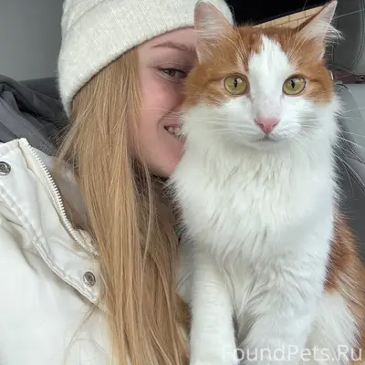 Пропал кот,