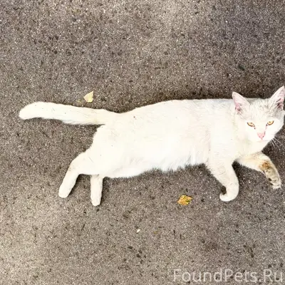 Найдена белая кошка, район ул. Кутузова