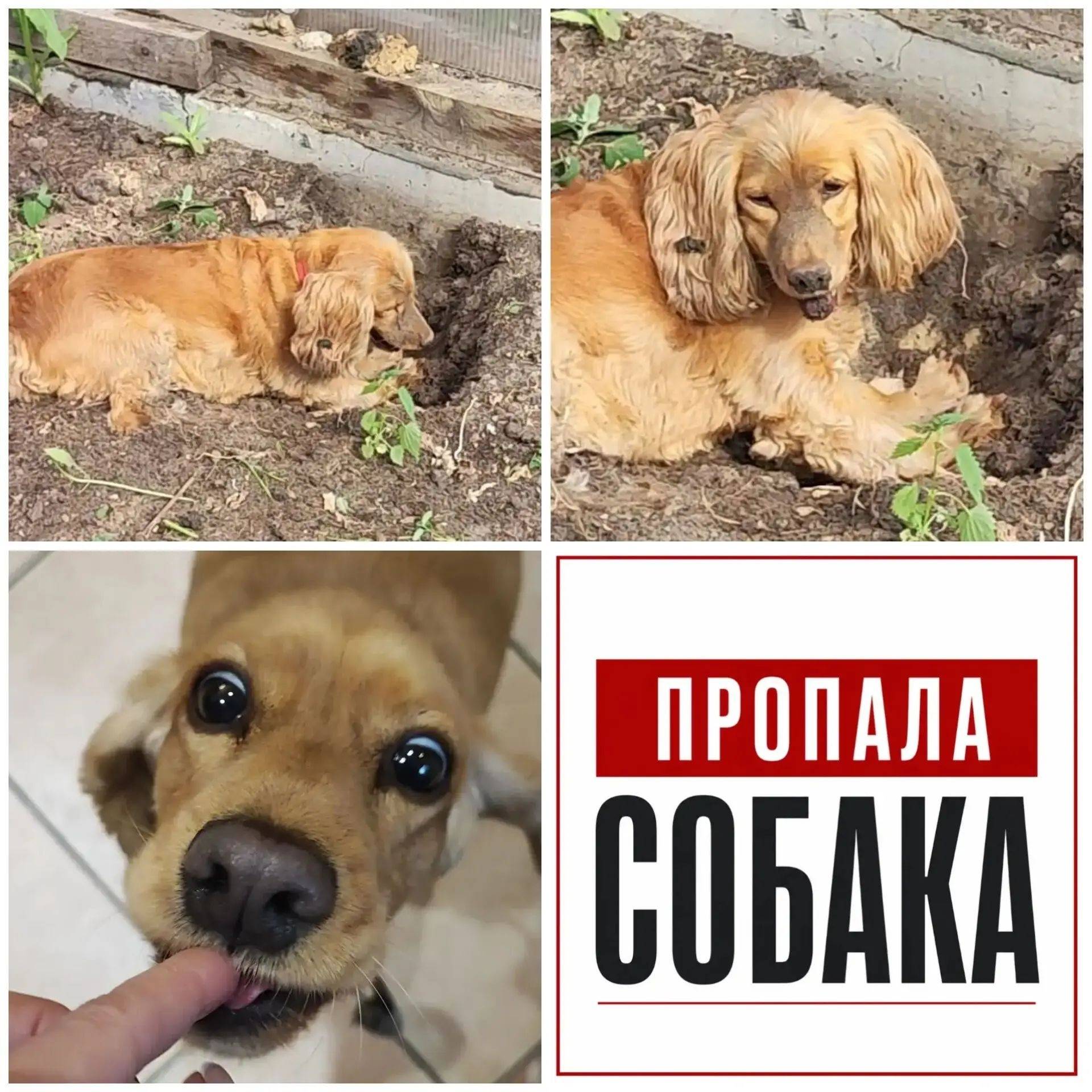 Пропала собака спаниель Дана, улица Перекопская