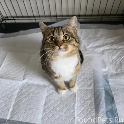 Пропала кошка, район старого Бабаево