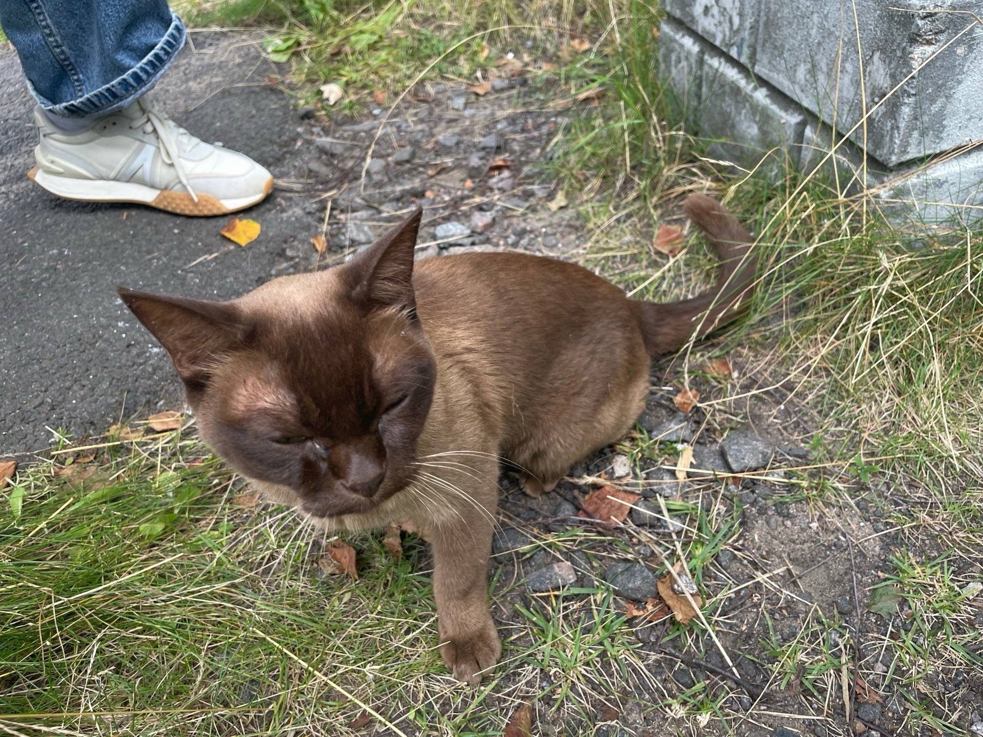 Найден кот, ищем хозяина