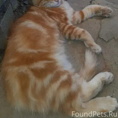 Пропала кошка, красный ошейник, ул. 2 Пушкина
