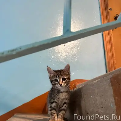 Найден котёнок, подъезд
