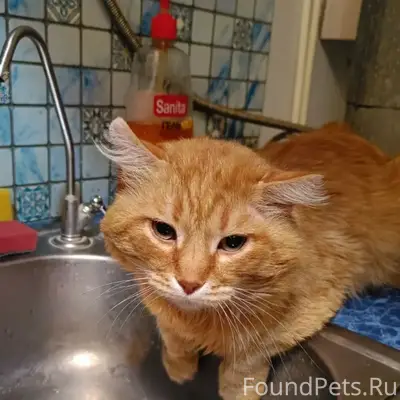 Пропал рыжий кот с зелёным ошейником