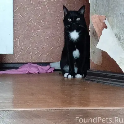 Пропал кот Сэм, 3/01
