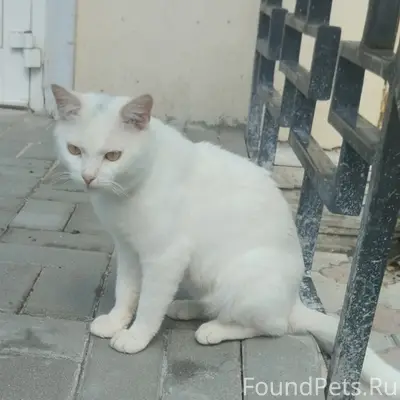 Найден белоснежный кот, Елец