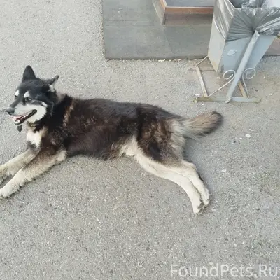 Найден пёс в ошейнике, Мичурина 13