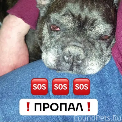 Пропал французский бульдог, Воронеж