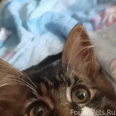 Найден котёнок, Коломна