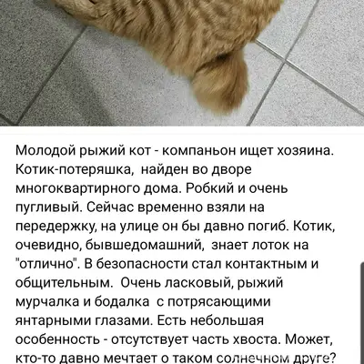 Найден кот, ул. Маршала Жукова, 58/1