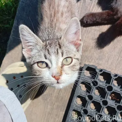 Пропал котёнок Микки