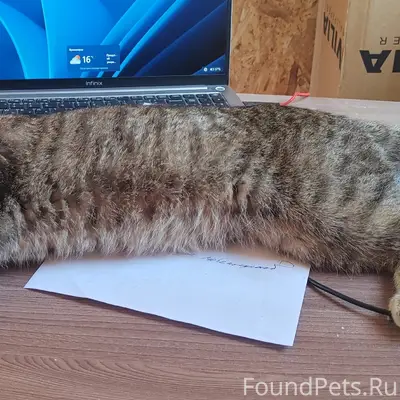 Найден кот, район Светлова 38