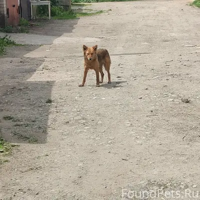 Пропала собака Лиса, район ул. Мичурина
