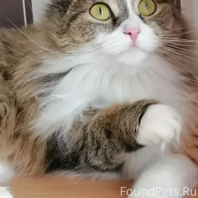 Пропала кошка, район мфц
