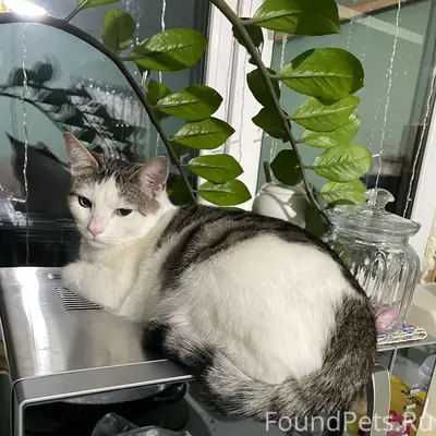 Пропал кот Тим, Досчатое