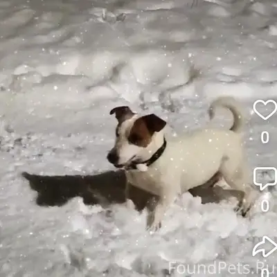 Пропал джек рассел Том, Пионерный