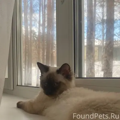 Пропал кот Тим, улица Молодёжная