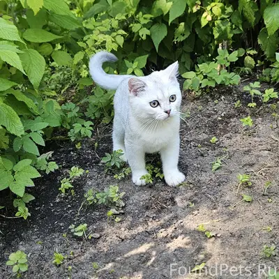 Пропал котёнок Дымок, п. Ильичево
