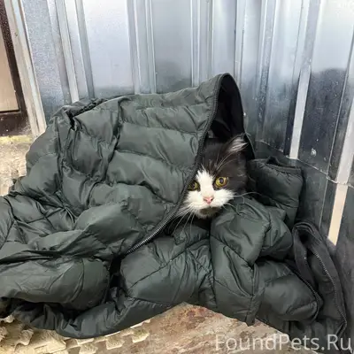 Найден кот в зеленом ошейнике