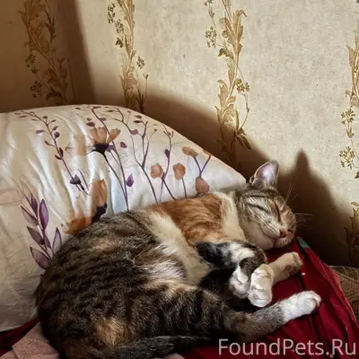 Убежала кошка Лиза