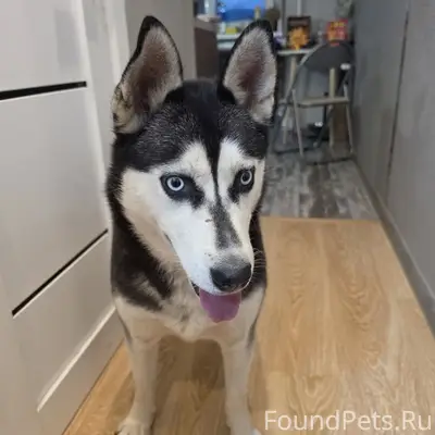 Найдена лайка, район Силикатная