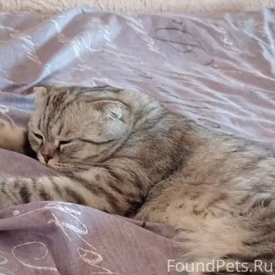 Пропал вислоухий кот Мирон, 27 Северная/2 Амурская