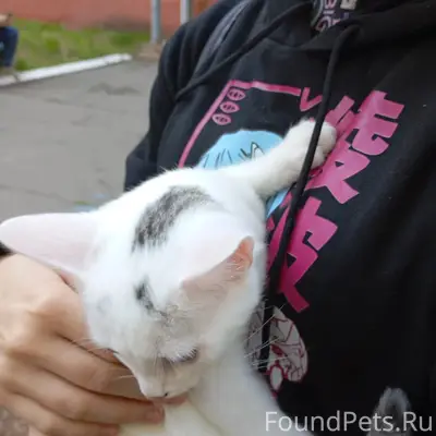 Найден котёнок, Декабрист