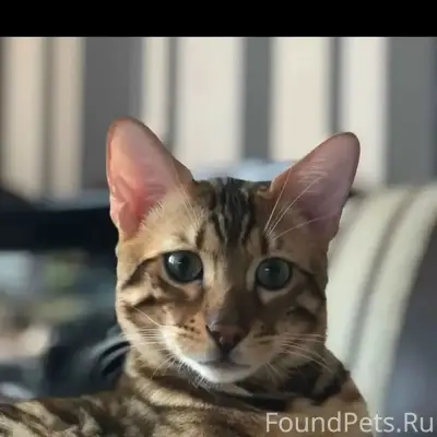 Пропал бенгальский кот Зевс, 2 мкр