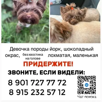 Пропала девочка йоркширский терьер, Балашиха