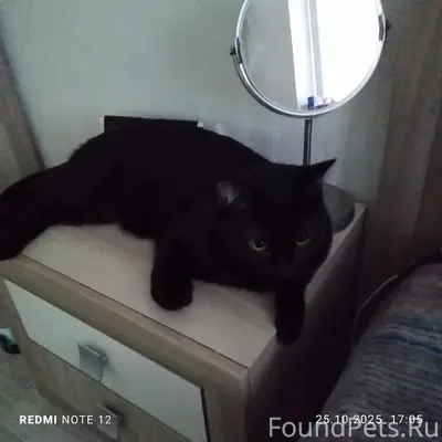 Потерялся кот 
