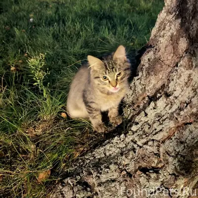Найден котёнок, Заволжский район, Тверьцы