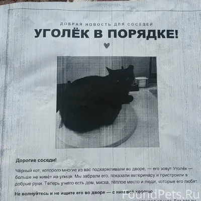 Пропал чёрный кот Уголёк