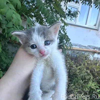 Найден котёнок-самец, подброшен под дом