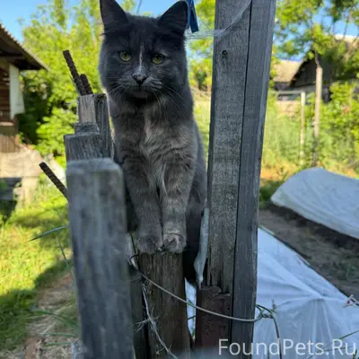 Пропала кошка Кнопка, улица Колхозный путь