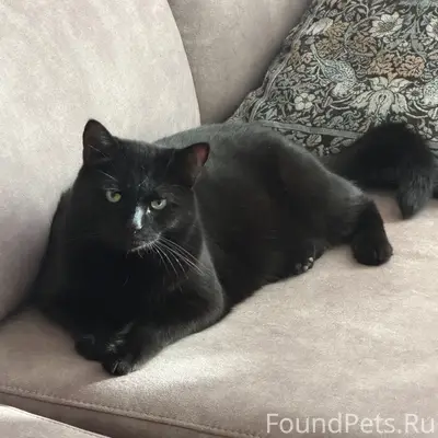 Пропал чёрный кот, Псков, район Коммунальной