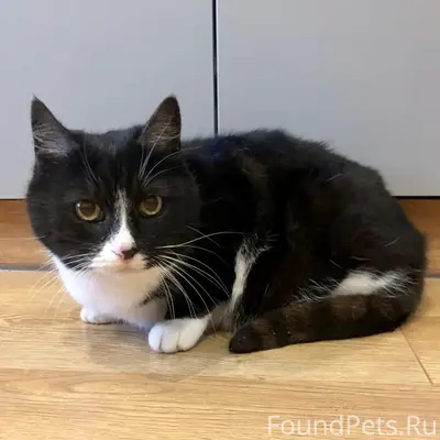 Пропала кошка, Советск