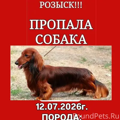 Пропала собака
