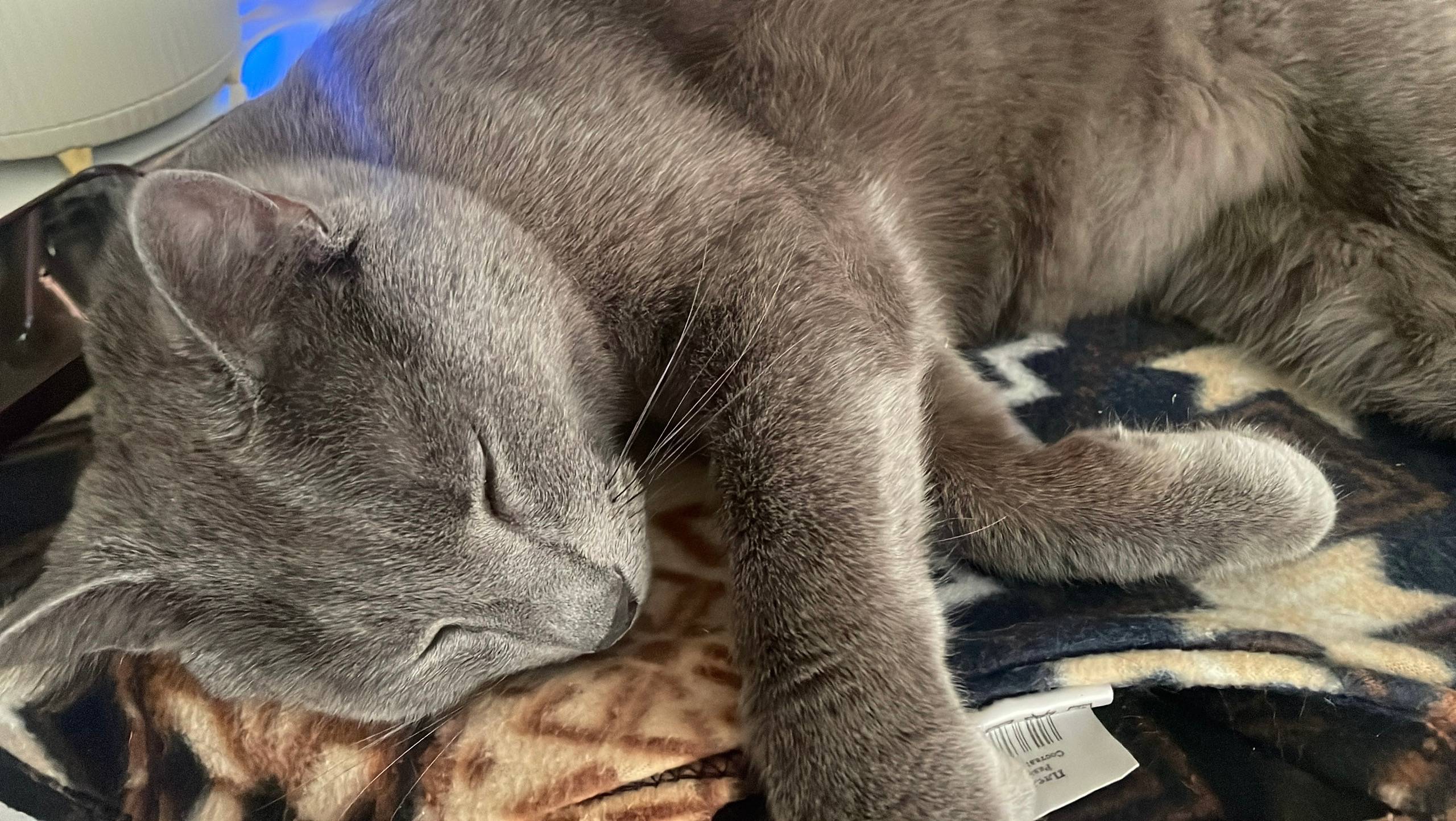 Пропал домашний кот , Купчино