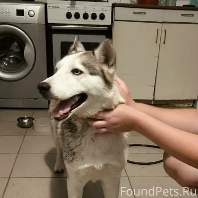 Пропала собака, Тургенева