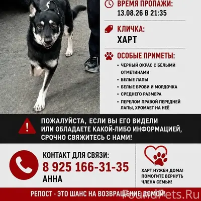 Пропал кобель Харт, Сергиево-Посадский район