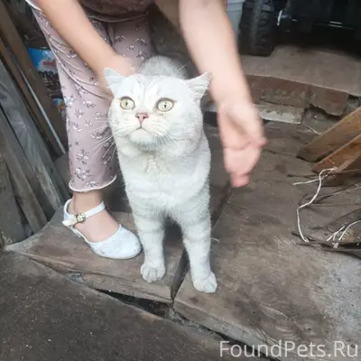 Найден кот, улица Правды